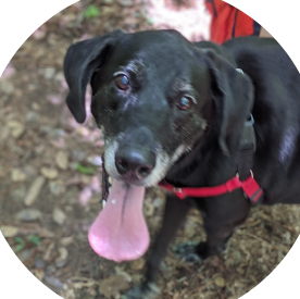 Photo of Lincoln the lab (dog)